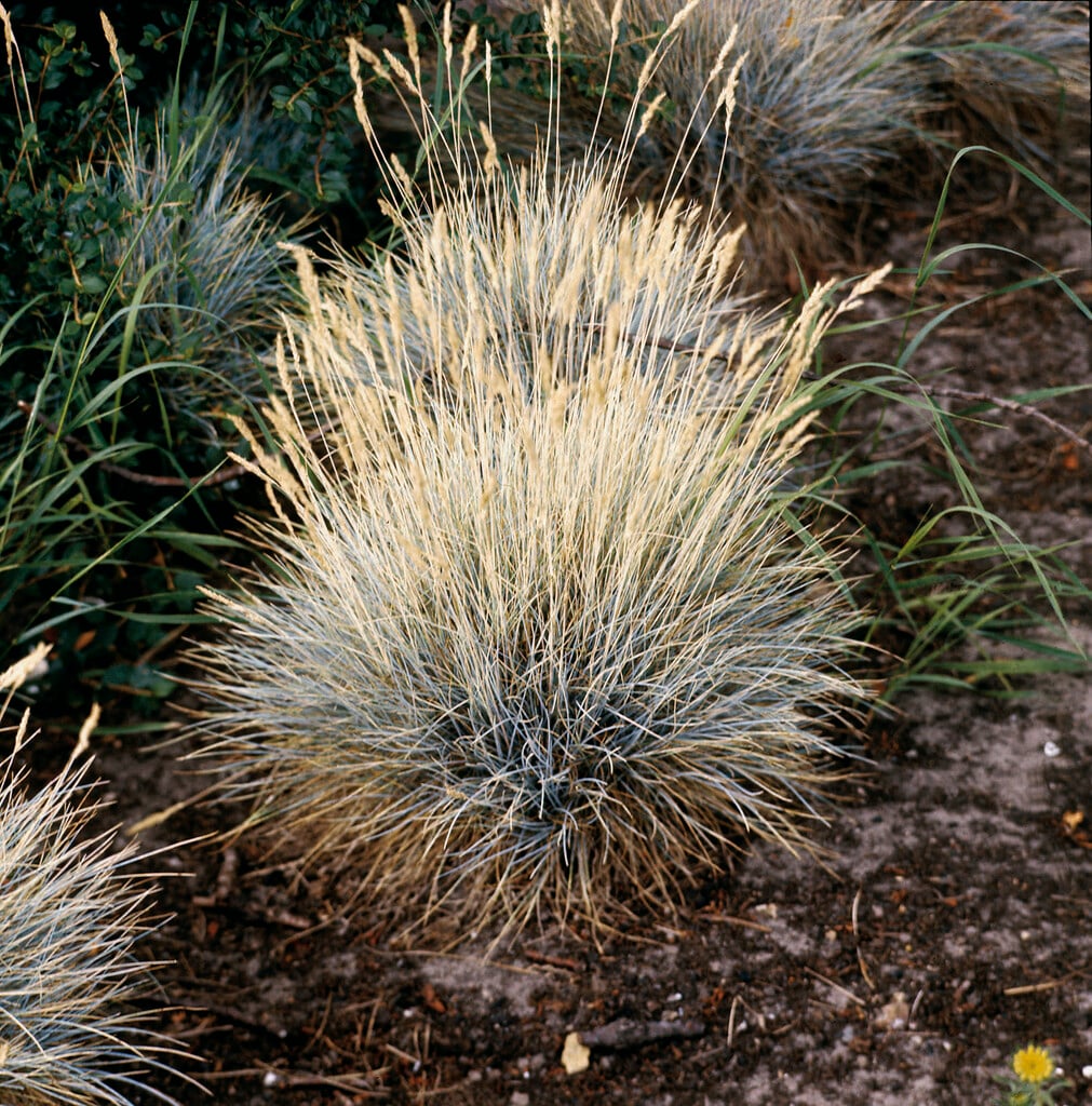 <i>Festuca</i> <i>cinerea</i>