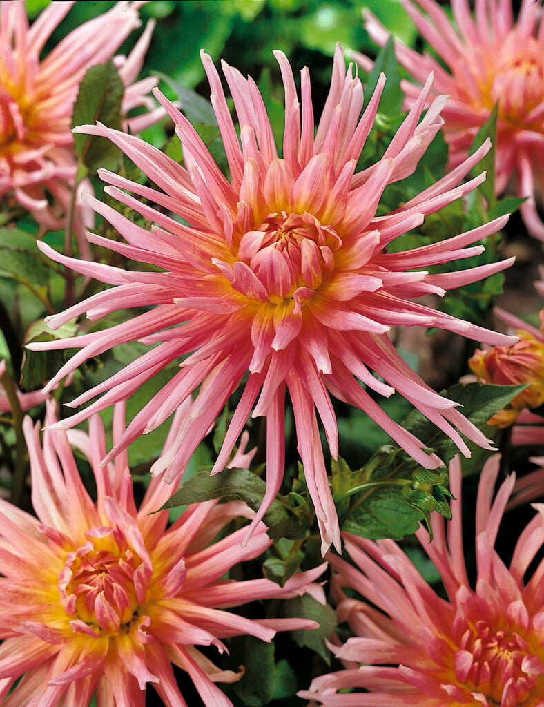 <i>Dahlia</i> 'Jeanne d'Arc' (C)