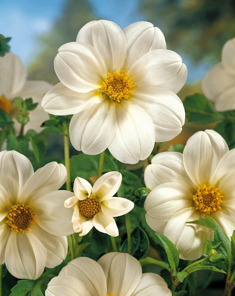 dahlia 'Sneezy'