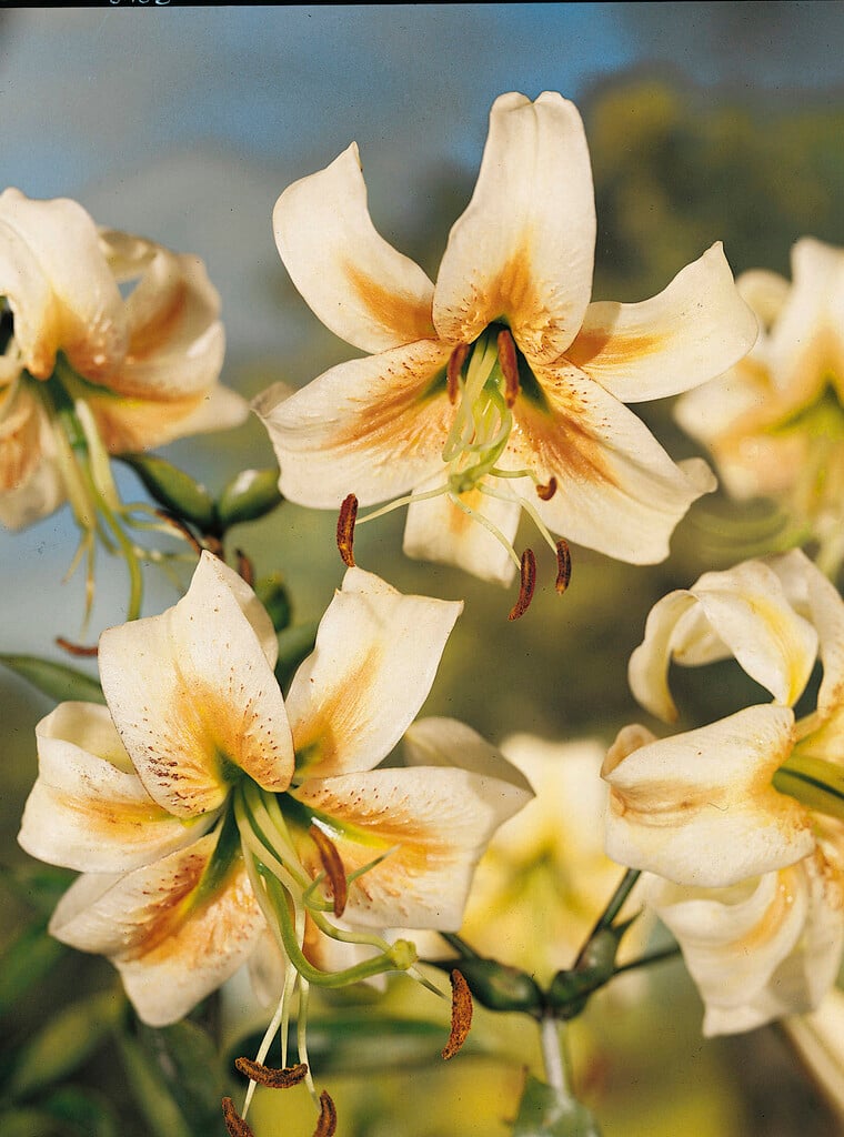 lily 'Bright Star'