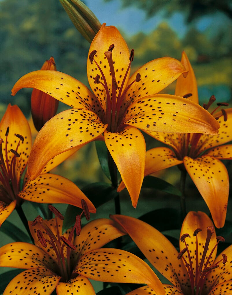 lily 'Festival'