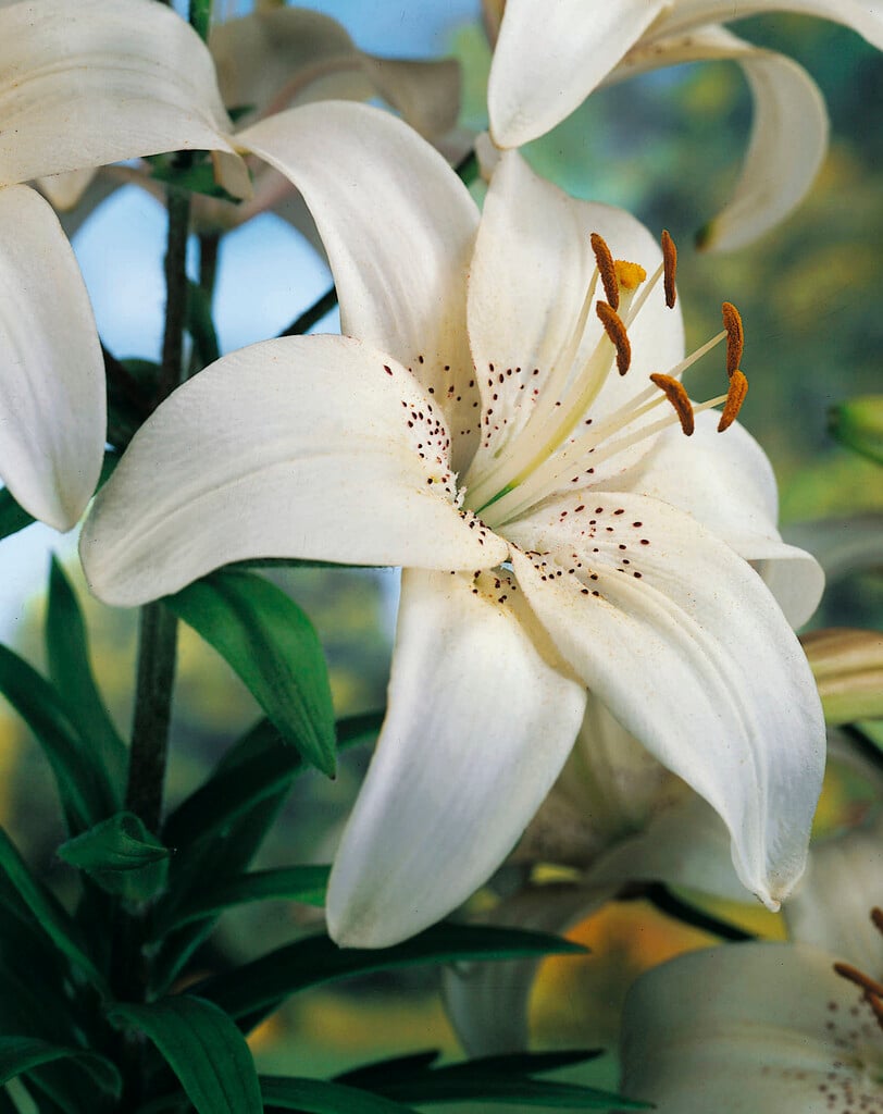 lily 'Mont Blanc'
