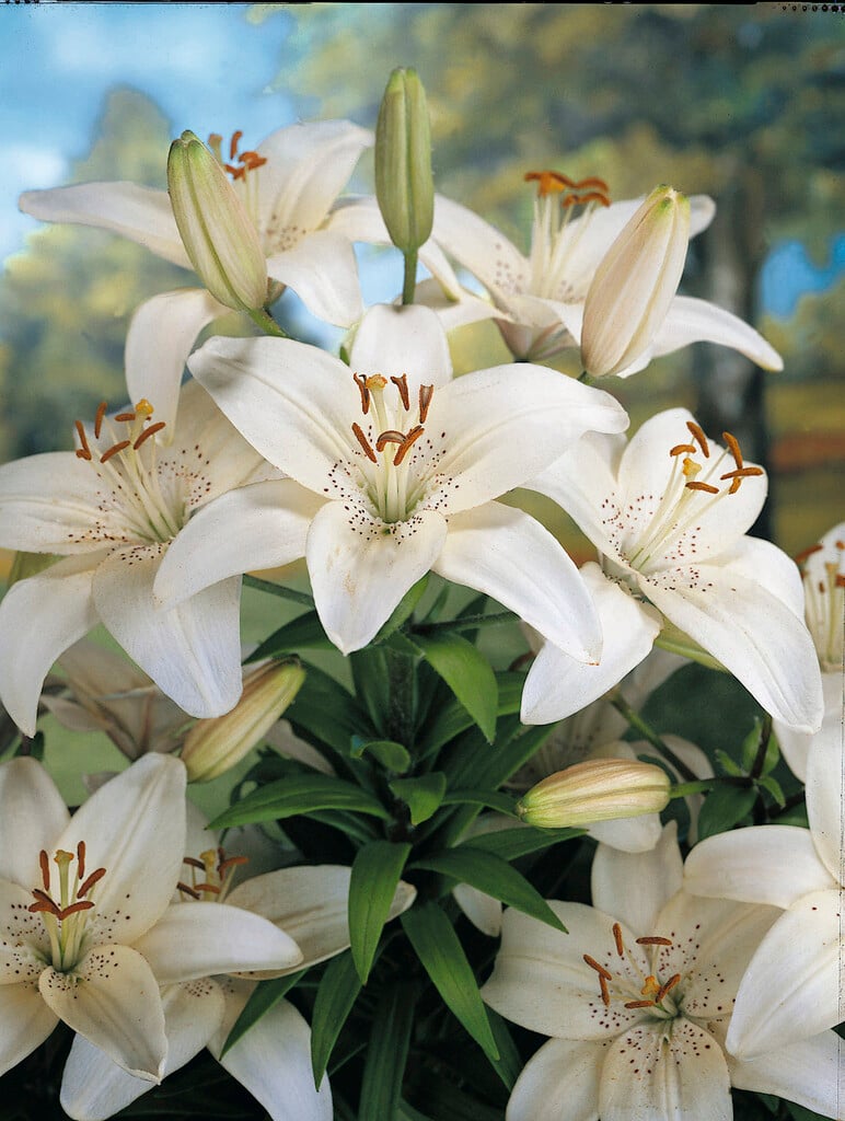lily 'Mont Blanc'