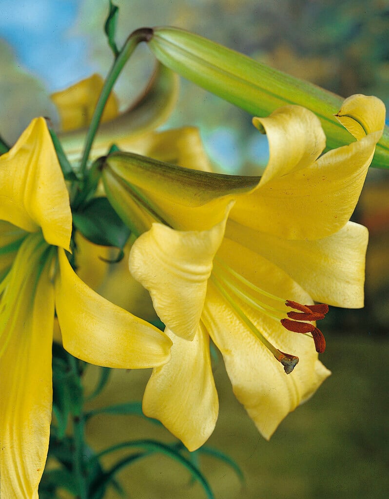 regal lily 'Royal Gold'