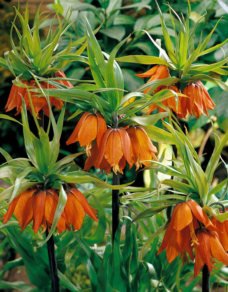 crown imperial 'Aurora'