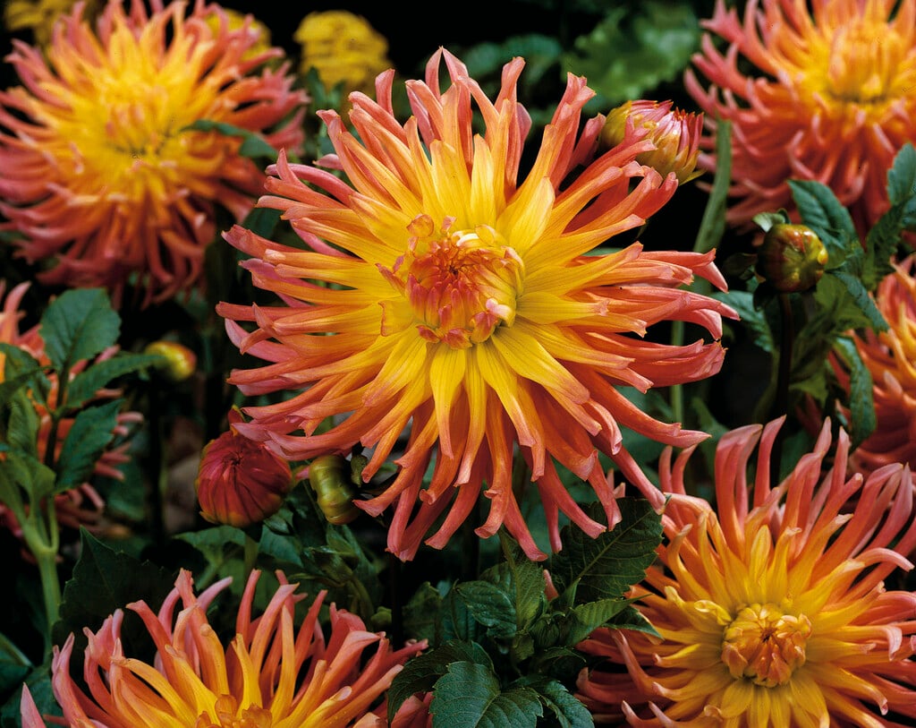 dahlia 'Alfred Grille'