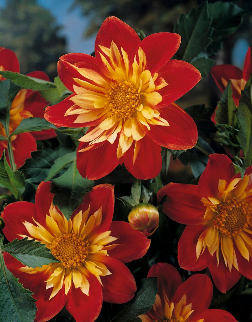 <i>Dahlia</i> 'La Gioconda' (Col)