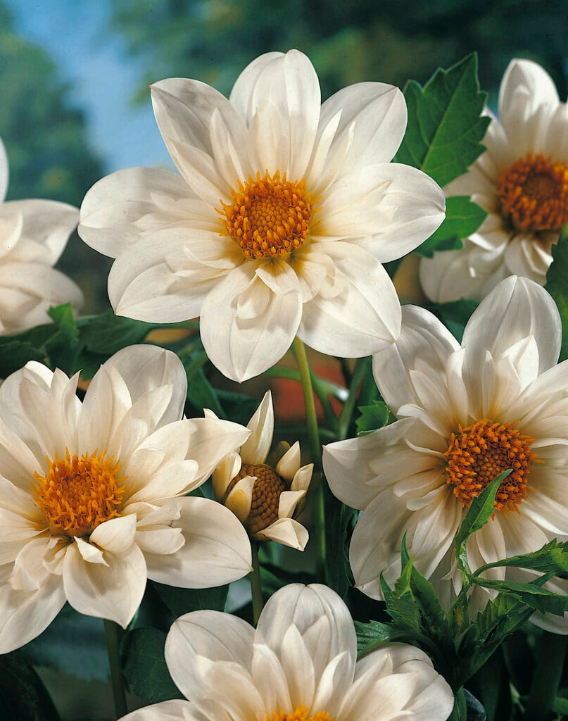 dahlia 'Bride's Bouquet'