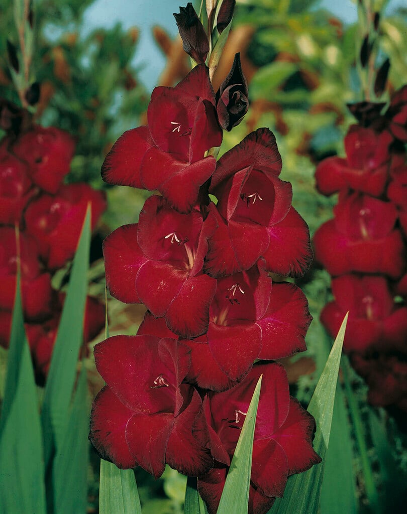 sword lily 'Oscar'