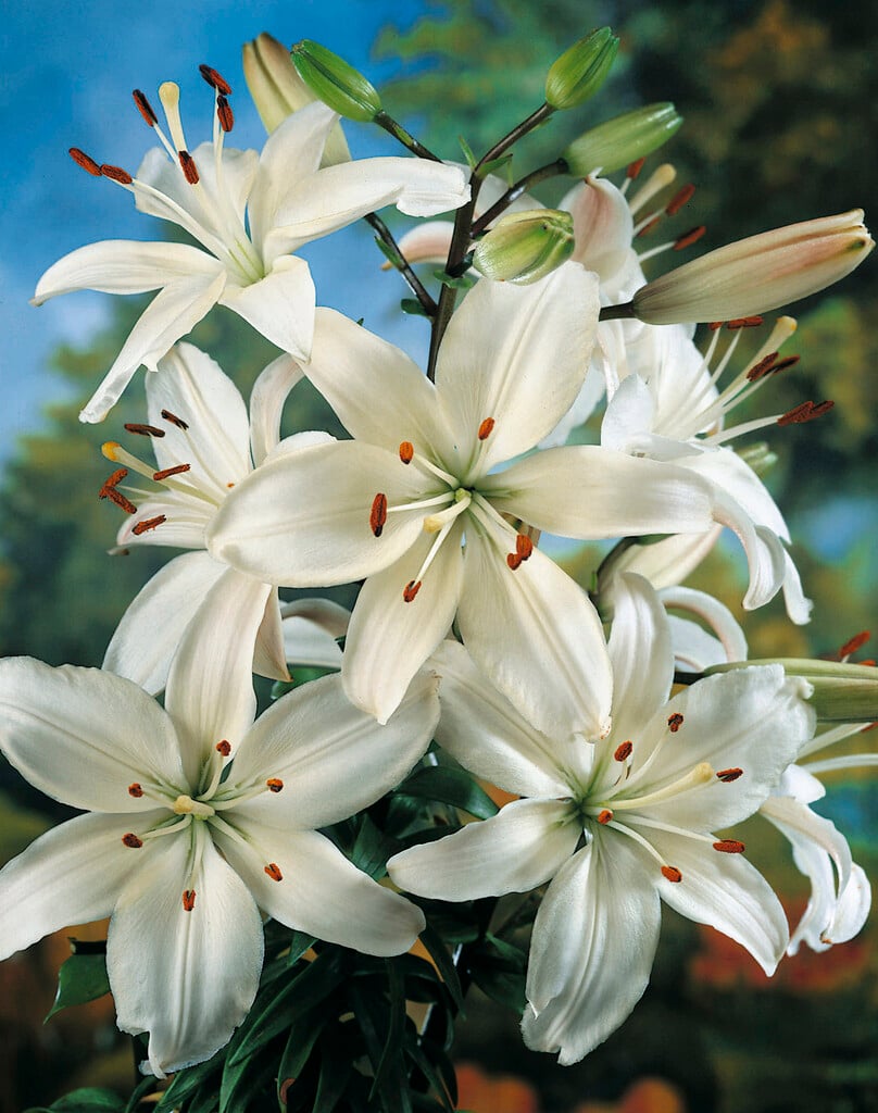 lily 'Blizzard'