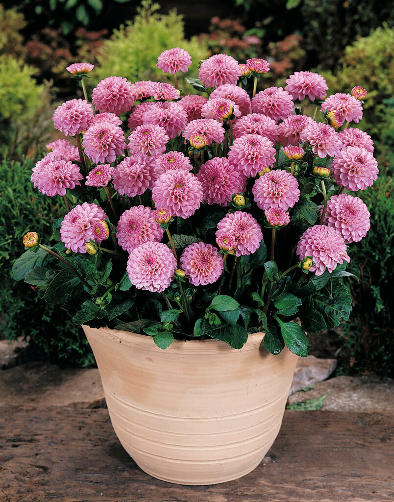 <i>Dahlia</i> 'Pomponnette' (Anem)
