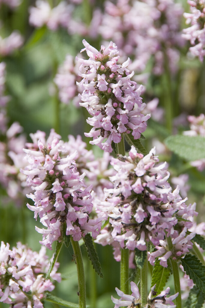 <em>Stachys</em> <em>monieri</em> 'Rosea'