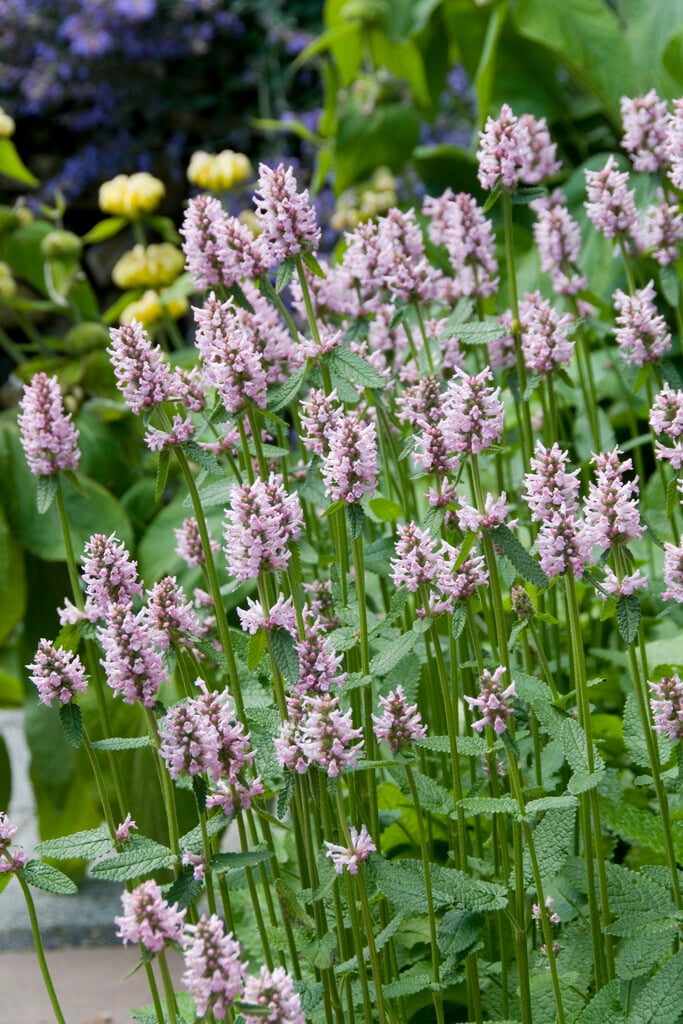 <em>Stachys</em> <em>monieri</em> 'Rosea'