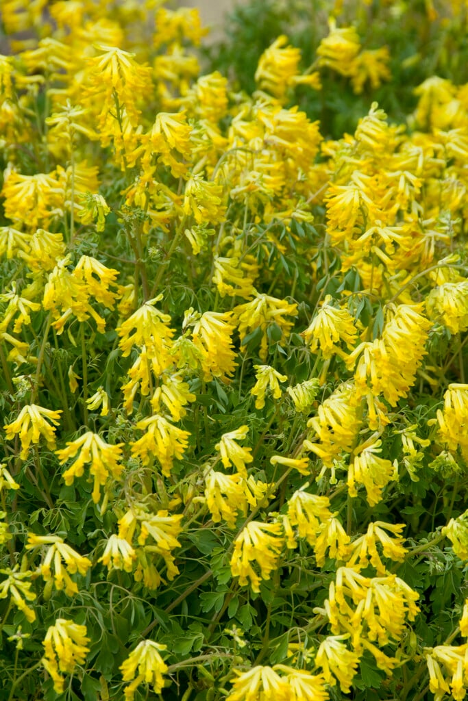 yellow corydalis