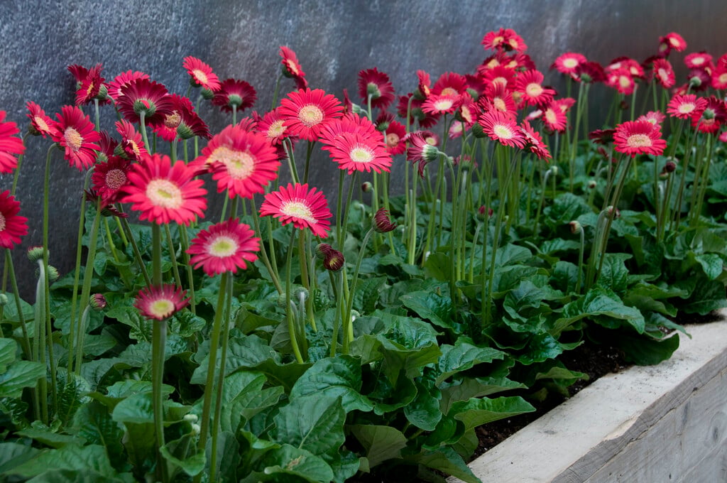 <i>Gerbera</i> [<span style="font-variant: small-caps;">Garvinea Lisa</span>] ('Garlisa') (Garvinea Series)