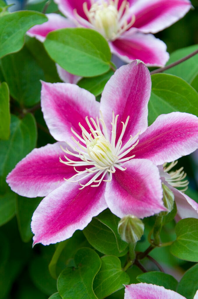 clematis [Angela]