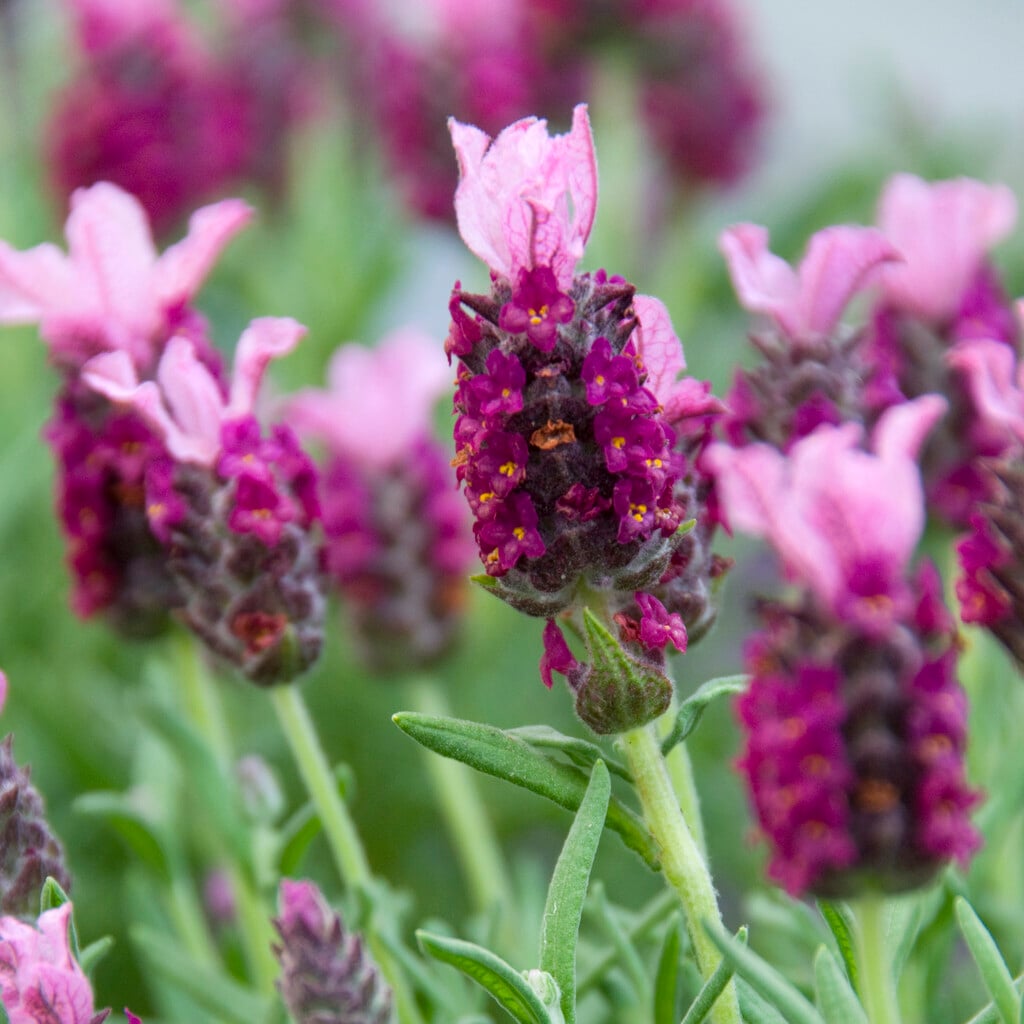 French lavender 'Pink Summer'