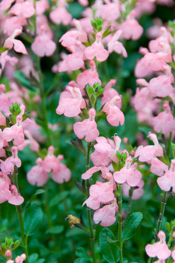sage 'Pluenn'