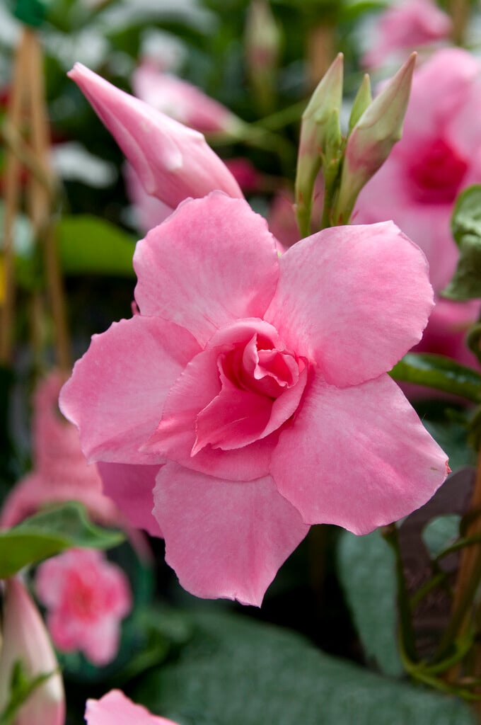 <i>Mandevilla</i> 'Super Trouper'