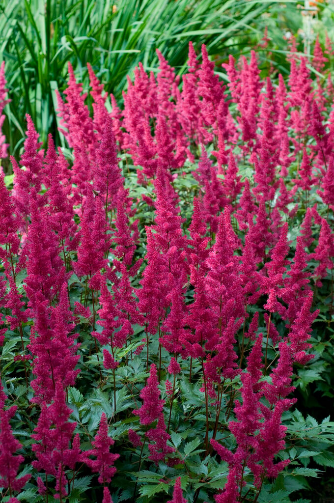 astilbe 'Vesuvius'