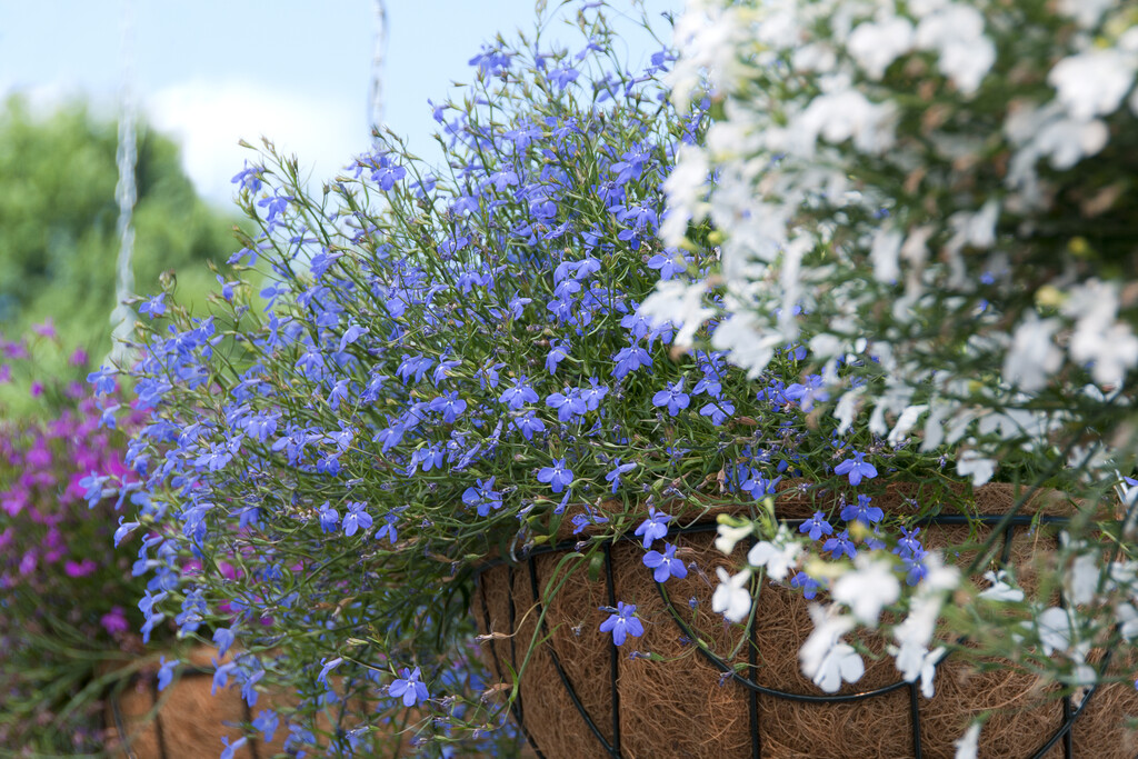 <i>Lobelia</i> <i>erinus</i> [<span style="font-variant: small-caps;">Blue Star</span>] ('Wesstar')
