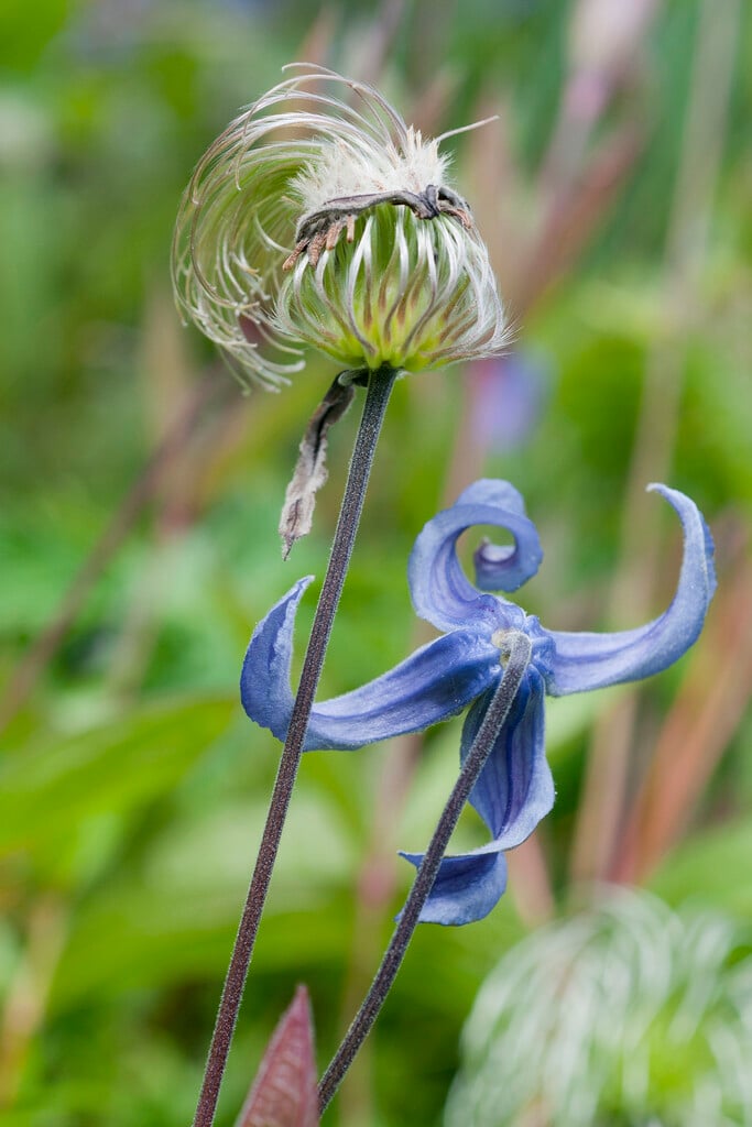<i>Clematis</i> 'Hendersonii' (I)