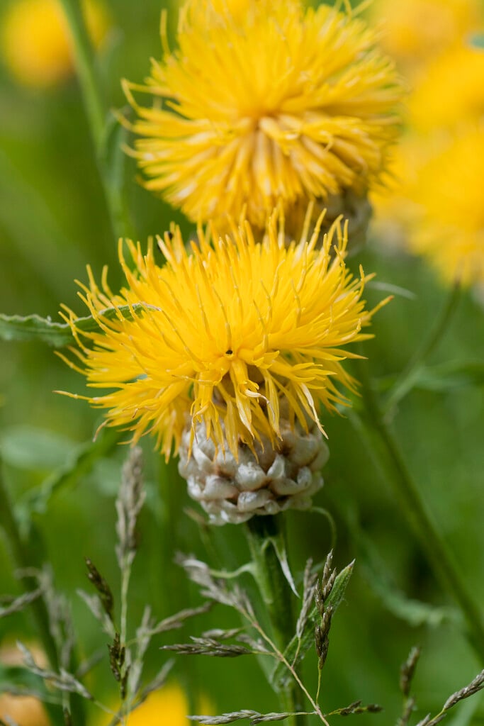 woad-leaved centaurea
