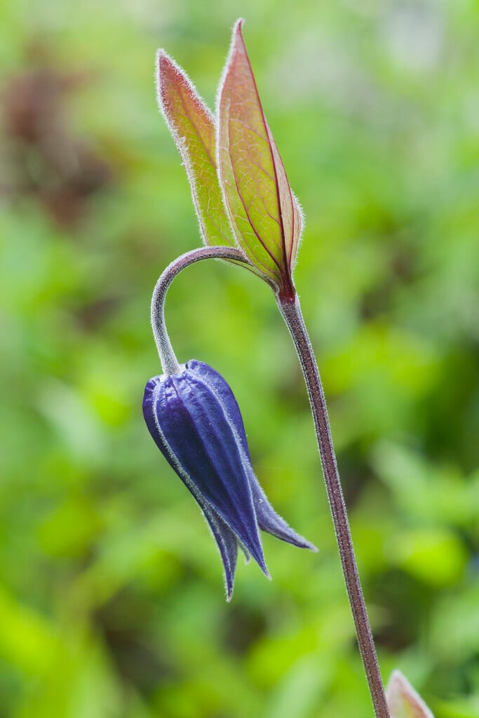 <i>Clematis</i> 'Hendersonii' (I)