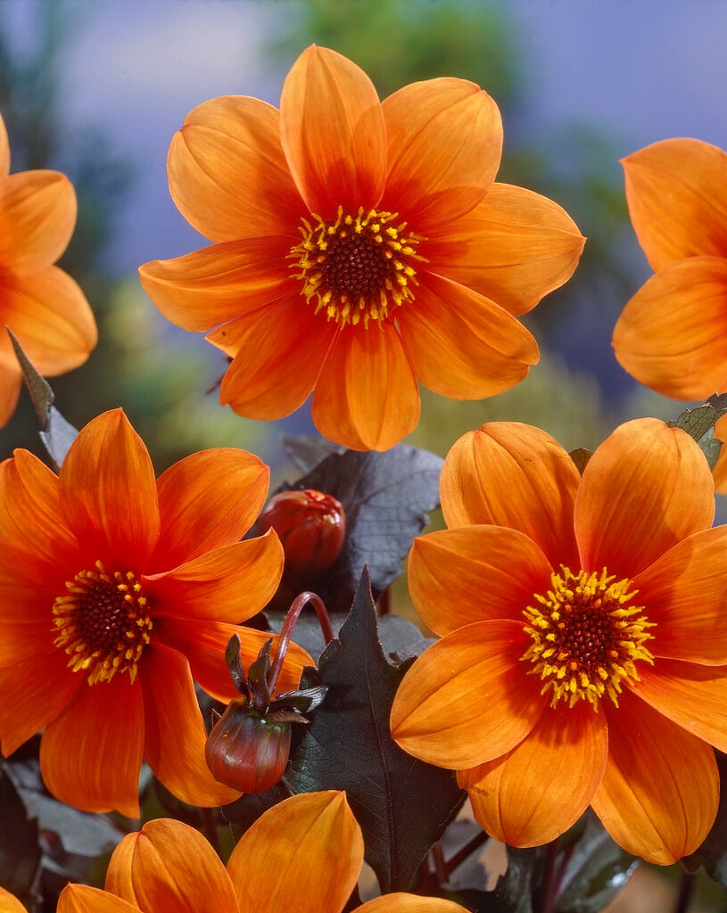 dahlia 'Catherine Deneuve'