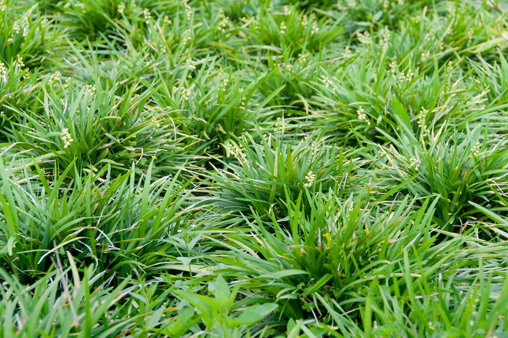 mondo grass