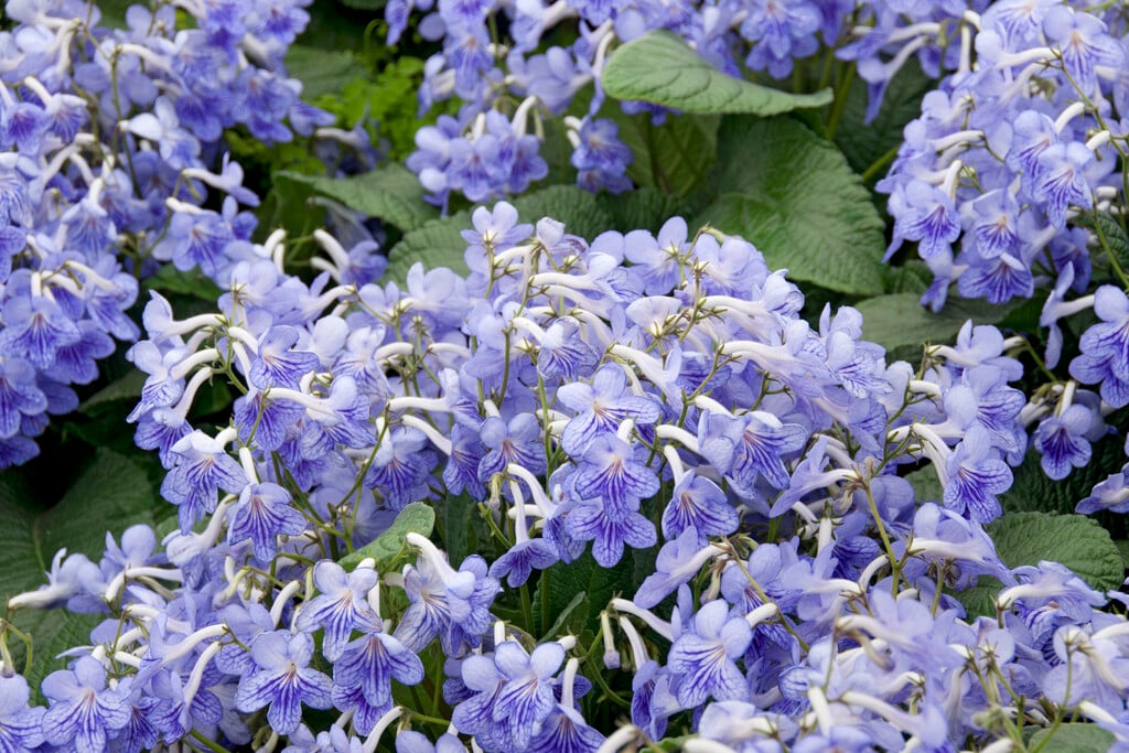 Cape primrose 'Bethan'
