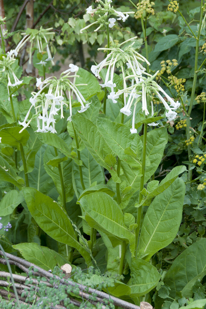 woodland tobacco plant
