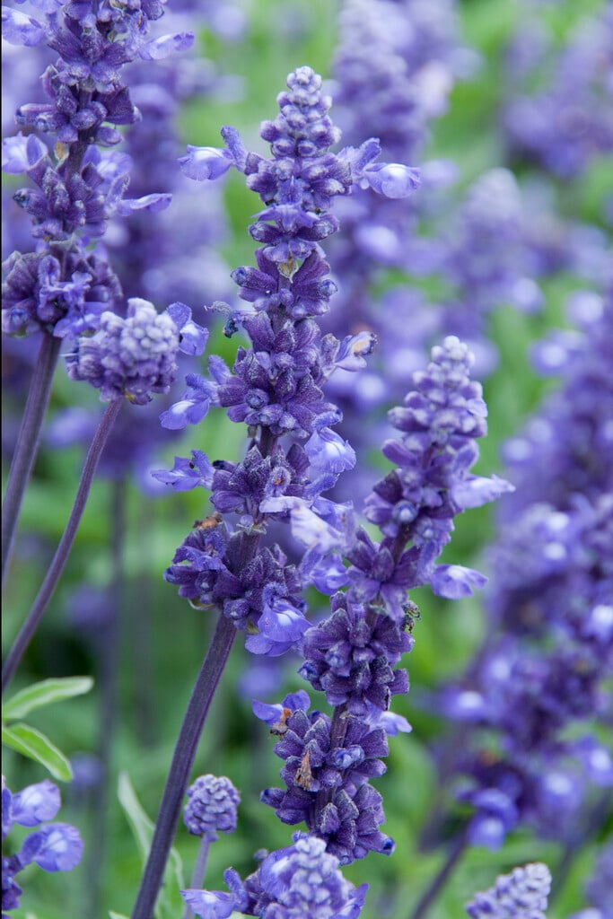 <i>Salvia</i> <i>farinacea</i> 'Evolution'