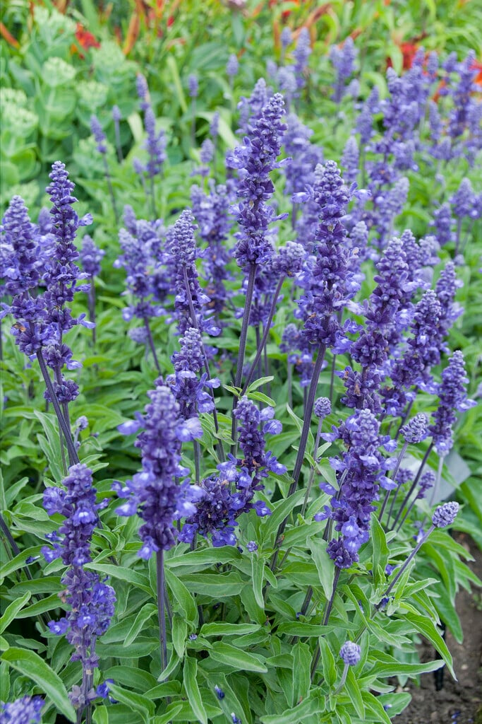 <i>Salvia</i> <i>farinacea</i> 'Evolution'