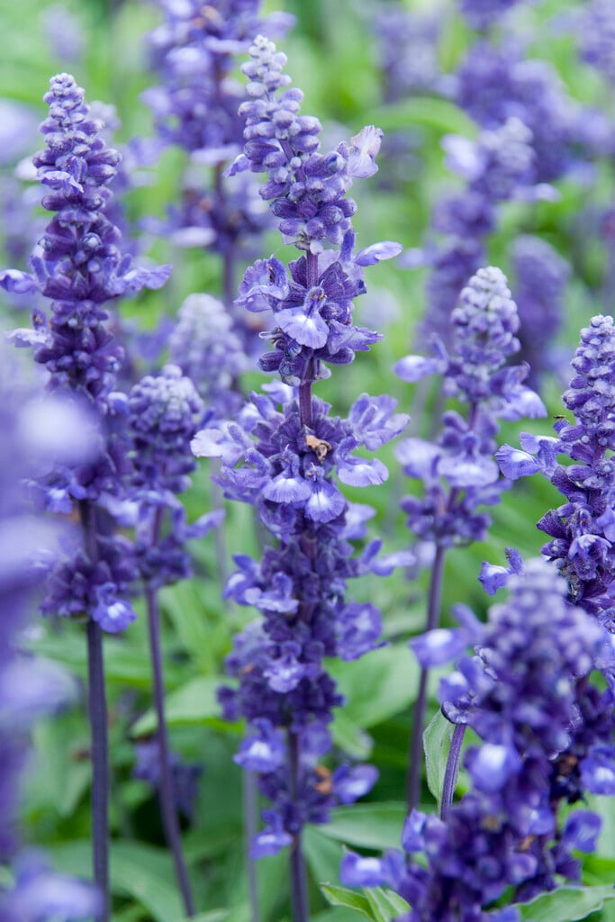 <i>Salvia</i> <i>farinacea</i> 'Evolution'