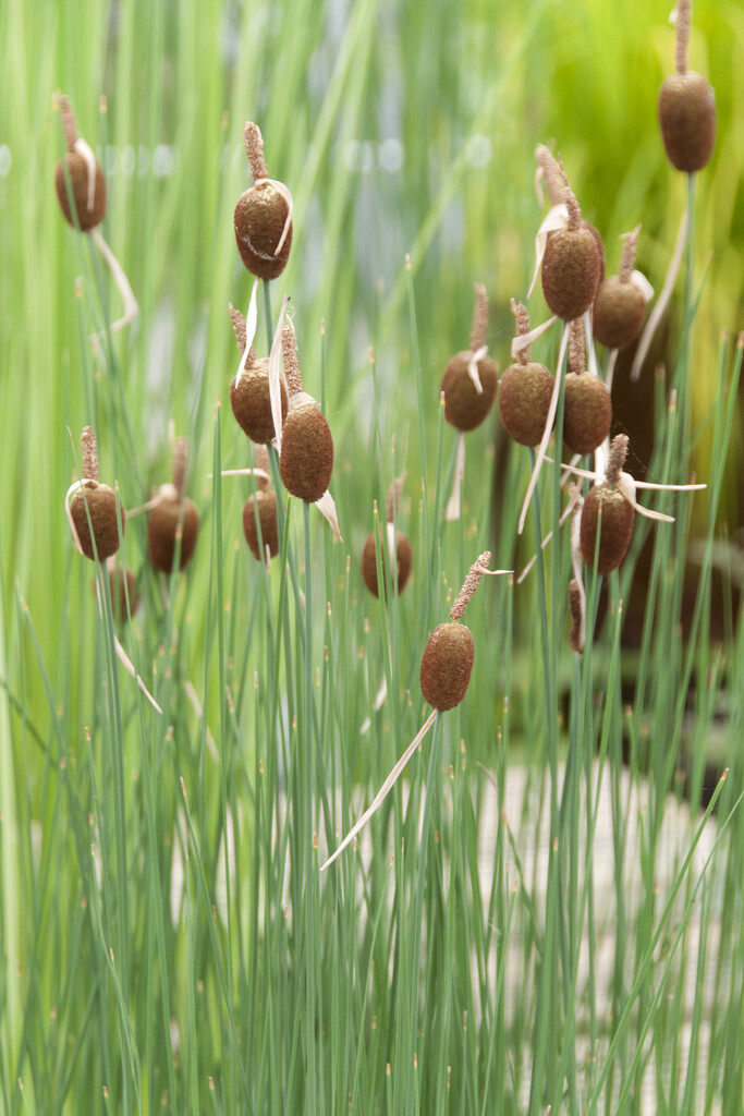 miniature bulrush