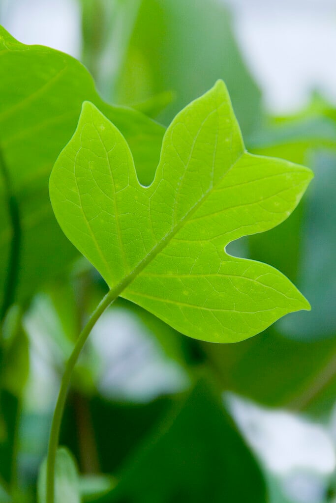 tulip tree