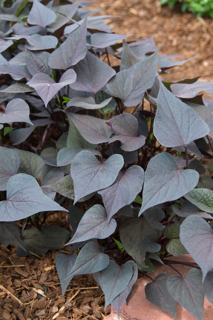 <i>Ipomoea</i> <i>batatas</i> 'Sweet Caroline Purple' (Sweet Caroline Series)