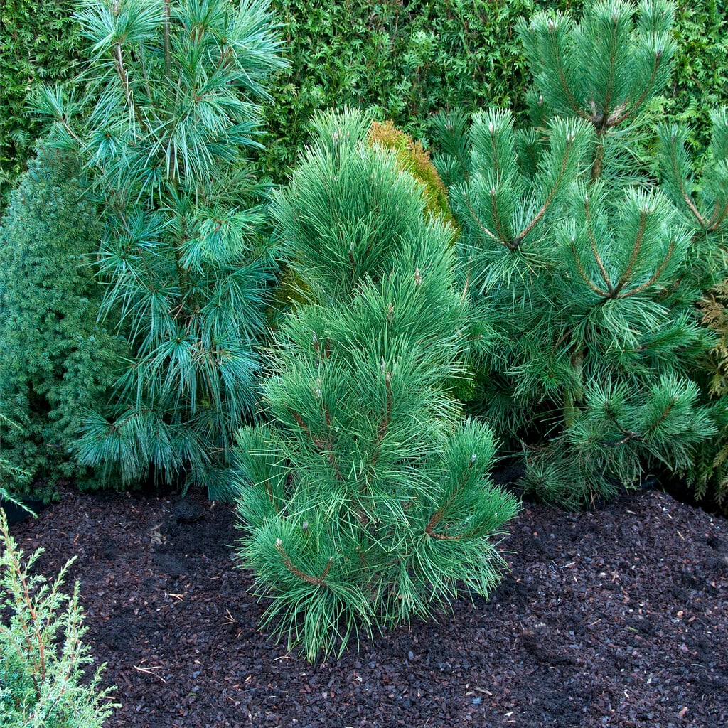 <i>Pinus</i> <i>nigra</i> 'Fastigiata'