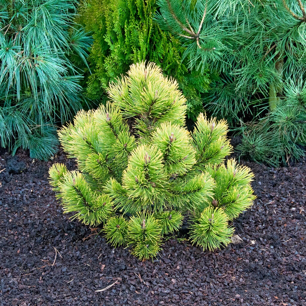 <i>Pinus</i> <i>mugo</i> 'Zundert'