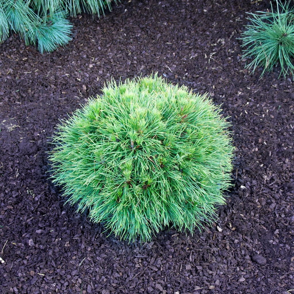 dwarf mountain pine 'Varella'