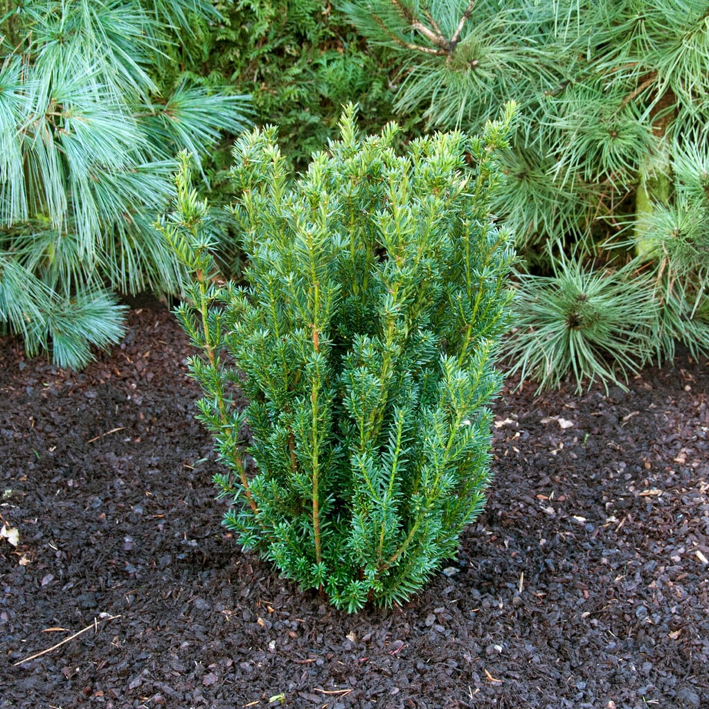 <i>Taxus</i> × <i>media</i> 'Hillii' (m)