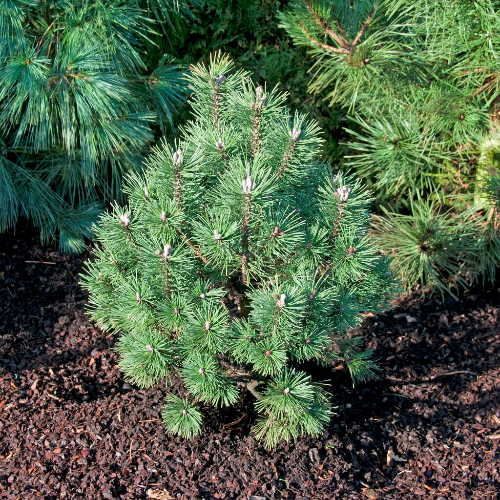<i>Pinus</i> <i>mugo</i> 'Columbo'