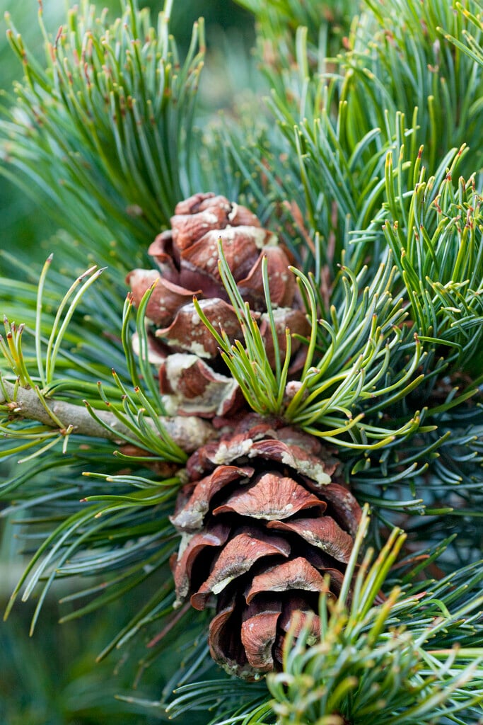 Japanese white pine 'Negishi'