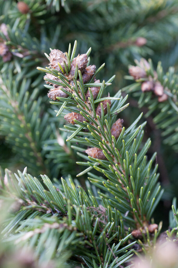 <i>Picea</i> <i>abies</i> 'Ohlendorffii'
