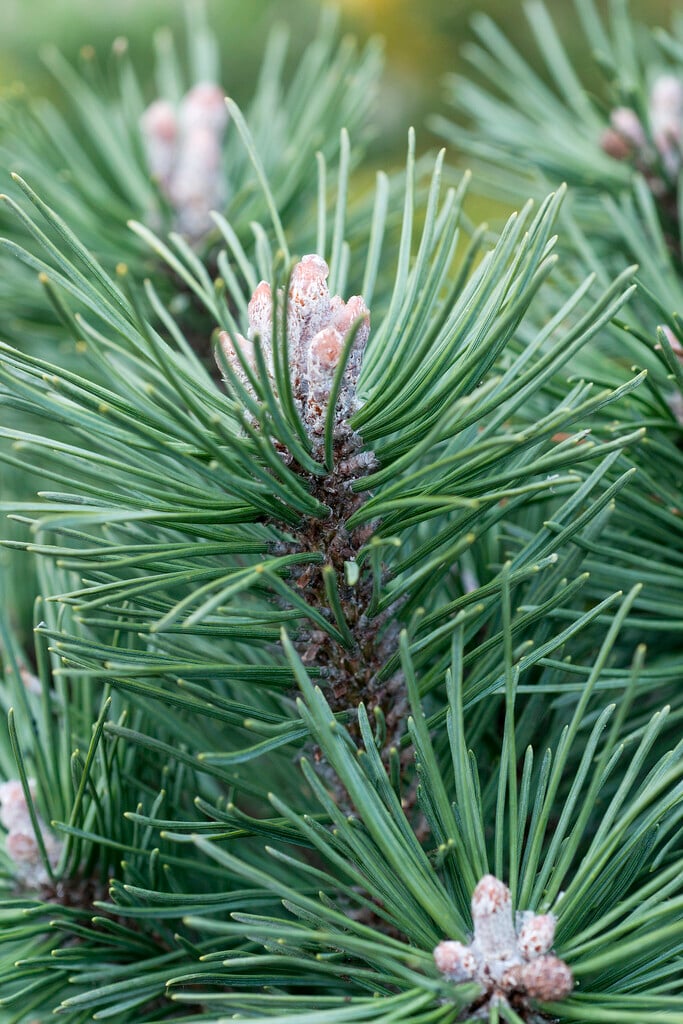 <i>Pinus</i> <i>nigra</i> 'Fastigiata'