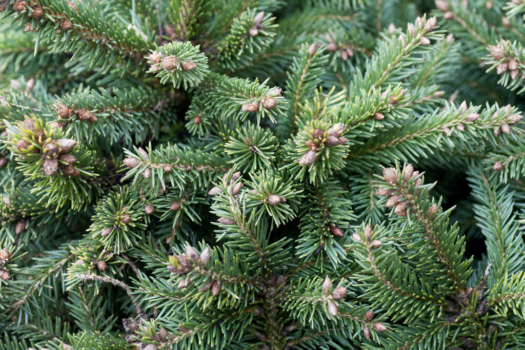 <i>Picea</i> <i>abies</i> 'Ohlendorffii'