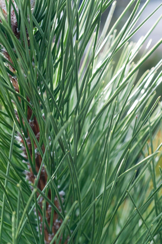 Scots pine