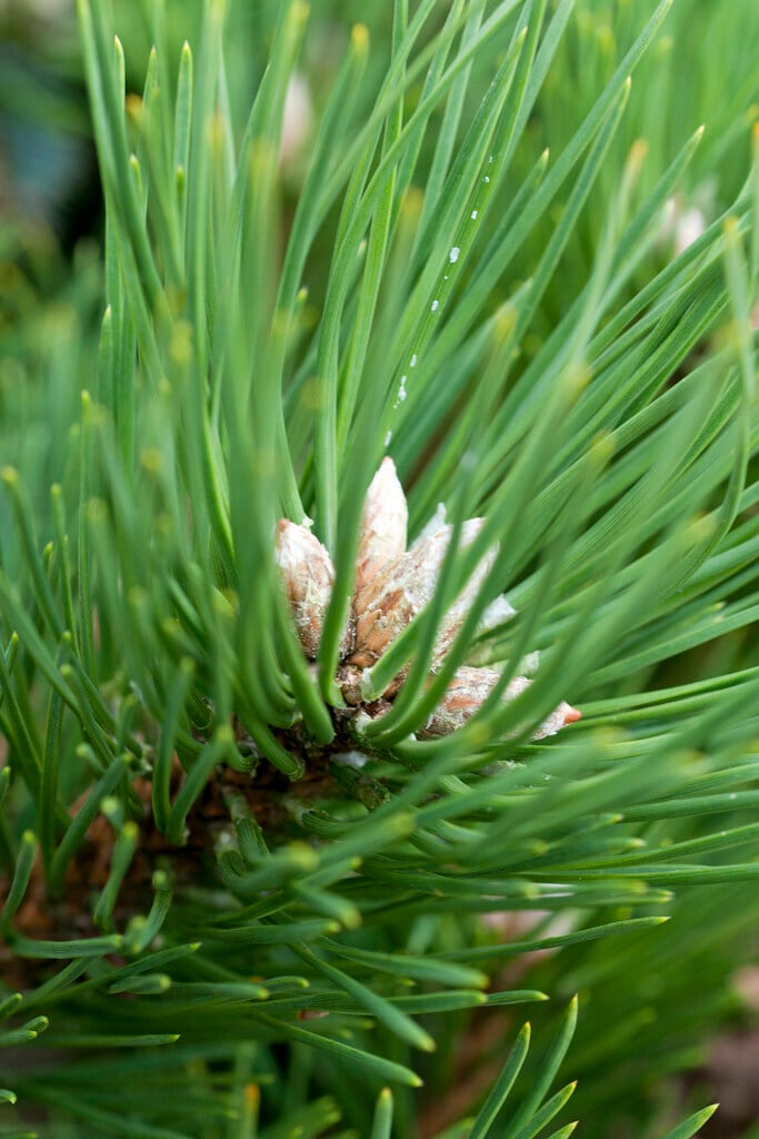 dwarf mountain pine 'Gnom'
