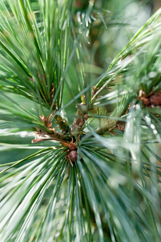 Bhutan pine 'Densa Hill'
